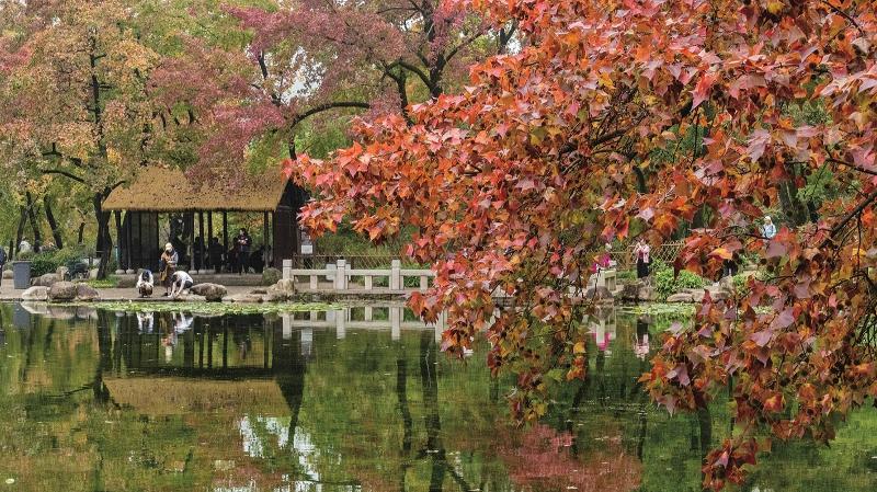 游客觀賞天平山紅楓