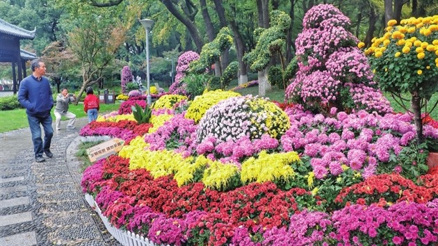 沙洲公園盛放的菊花吸引眾多游客目光