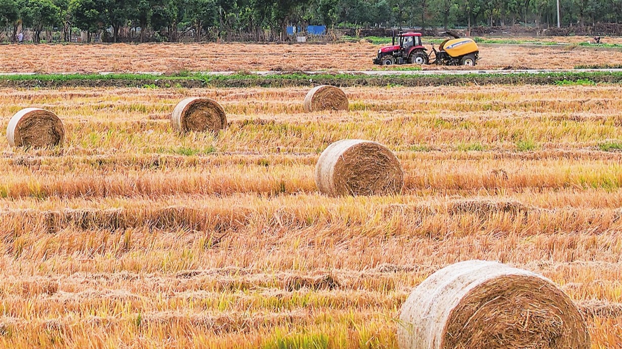 專業農機高效推進秸稈打捆作業