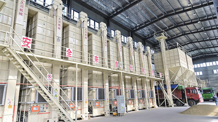 稻谷入烘干中心開啟24小時“脫水之旅”